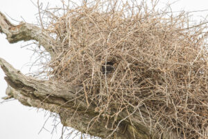 Red-billed Buffalo-Weaver (Bubalornis niger)